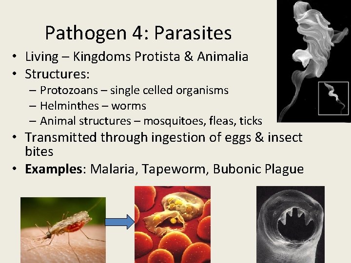 Pathogen 4: Parasites • Living – Kingdoms Protista & Animalia • Structures: – Protozoans