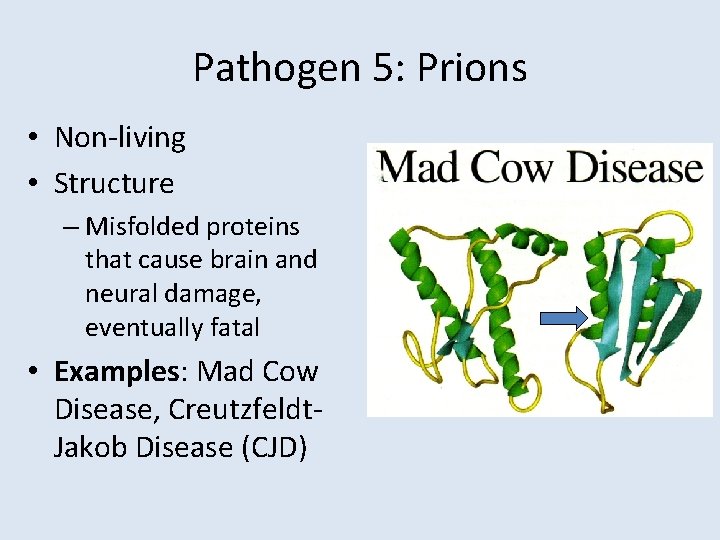 Pathogen 5: Prions • Non-living • Structure – Misfolded proteins that cause brain and