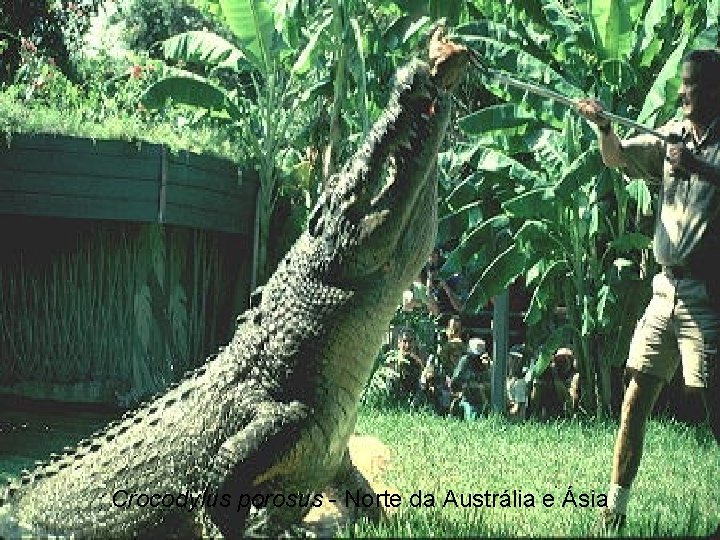 Crocodylus porosus - Norte da Austrália e Ásia 