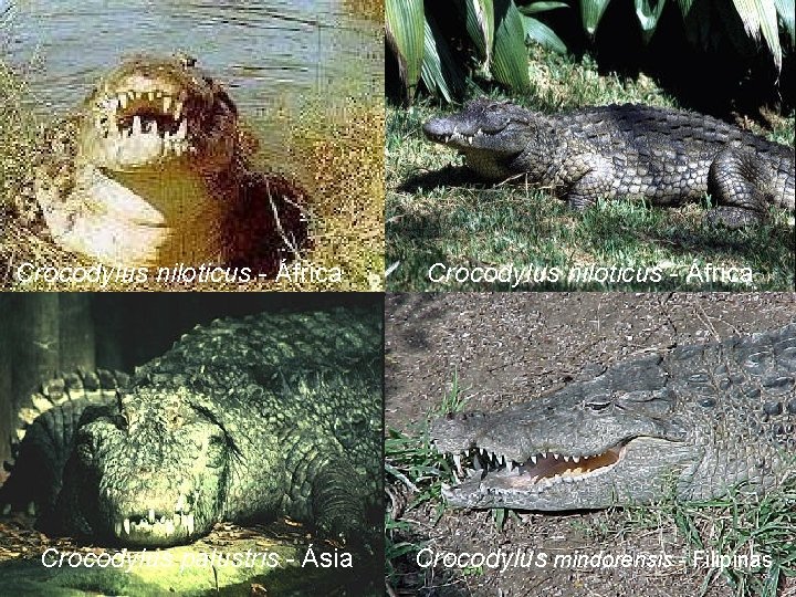 Crocodylus niloticus - África Crocodylus palustris - Ásia Crocodylus niloticus - África Crocodylus mindorensis