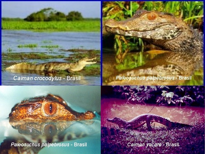 Caiman crocodylus - Brasil Paleosuchus palpebrosus - Brasil Caiman yacare - Brasil 