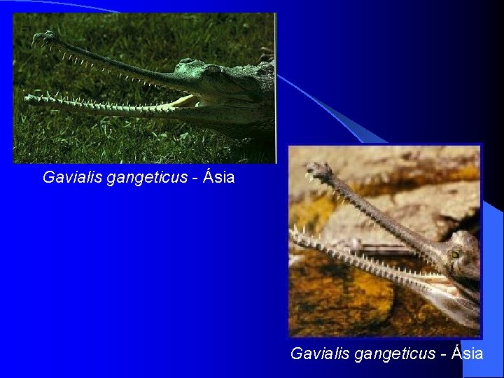 Gavialis gangeticus - Ásia 