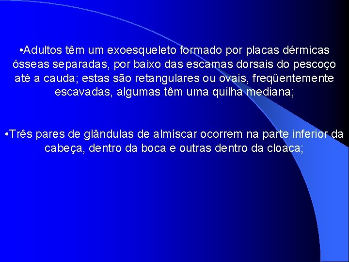  • Adultos têm um exoesqueleto formado por placas dérmicas ósseas separadas, por baixo