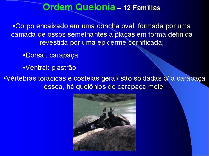 Ordem Quelonia – 12 Famílias • Corpo encaixado em uma concha oval, formada por