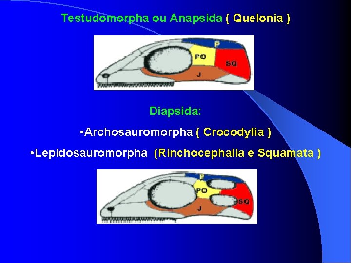 Testudomorpha ou Anapsida ( Quelonia ) Diapsida: • Archosauromorpha ( Crocodylia ) • Lepidosauromorpha