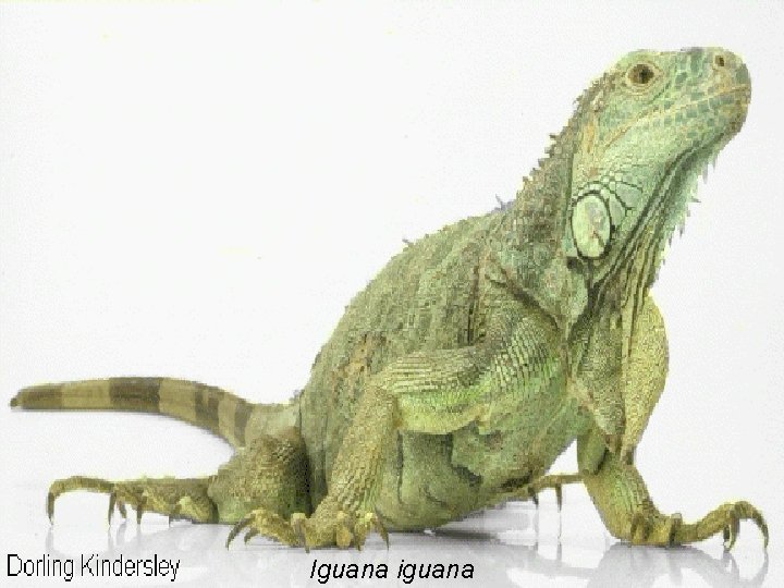 Iguana iguana 