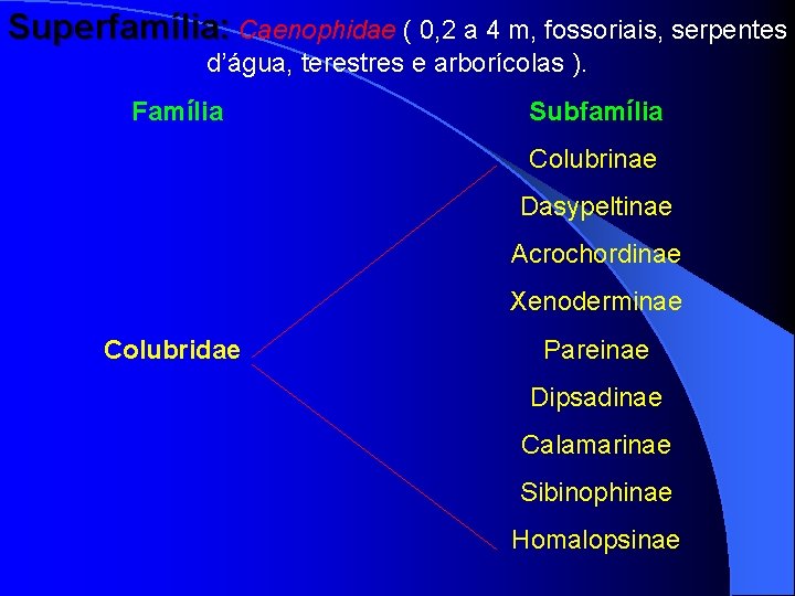 Superfamília: Caenophidae ( 0, 2 a 4 m, fossoriais, serpentes d’água, terestres e arborícolas