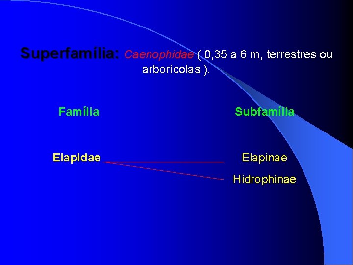 Superfamília: Caenophidae ( 0, 35 a 6 m, terrestres ou arborícolas ). Família Subfamília