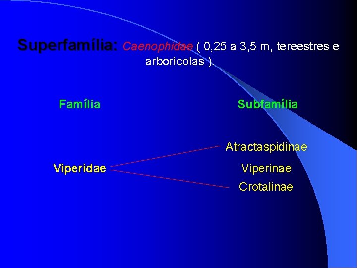 Superfamília: Caenophidae ( 0, 25 a 3, 5 m, tereestres e arborícolas ). Família