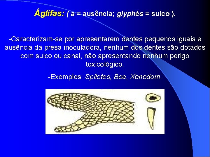 Áglifas: ( a = ausência; glyphés = sulco ). -Caracterizam-se por apresentarem dentes pequenos