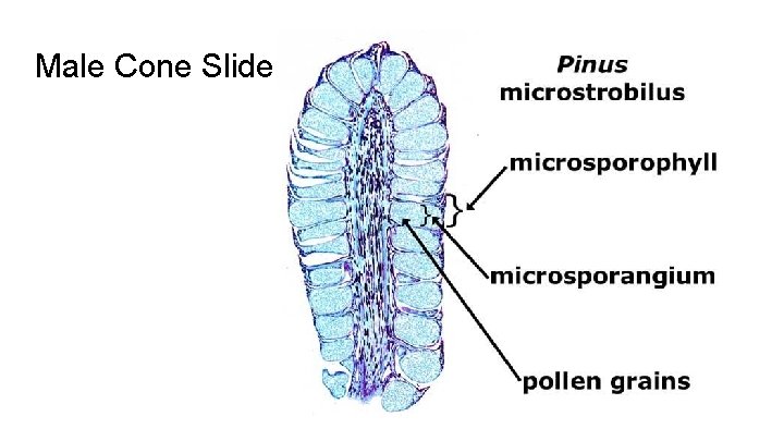 Male Cone Slide 