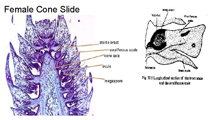 Female Cone Slide 