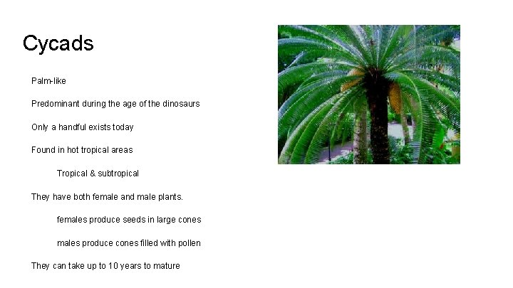 Cycads Palm-like Predominant during the age of the dinosaurs Only a handful exists today