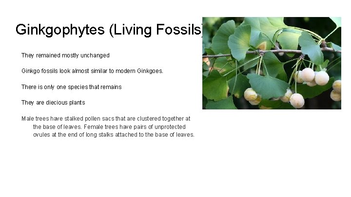 Ginkgophytes (Living Fossils) They remained mostly unchanged Ginkgo fossils look almost similar to modern