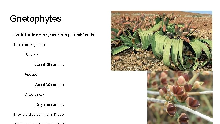 Gnetophytes Live in humid deserts, some in tropical rainforests There are 3 genera: Gnetum