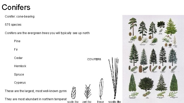 Conifers Conifer: cone-bearing 575 species Conifers are the evergreen trees you will typically see