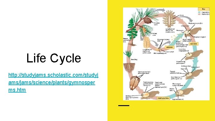 Life Cycle http: //studyjams. scholastic. com/studyj ams/jams/science/plants/gymnosper ms. htm 