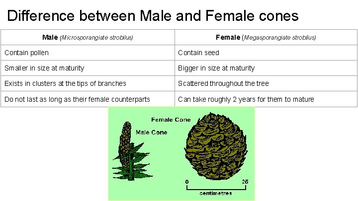 Difference between Male and Female cones Male (Microsporangiate strobilus) Female (Megasporangiate strobilus) Contain pollen