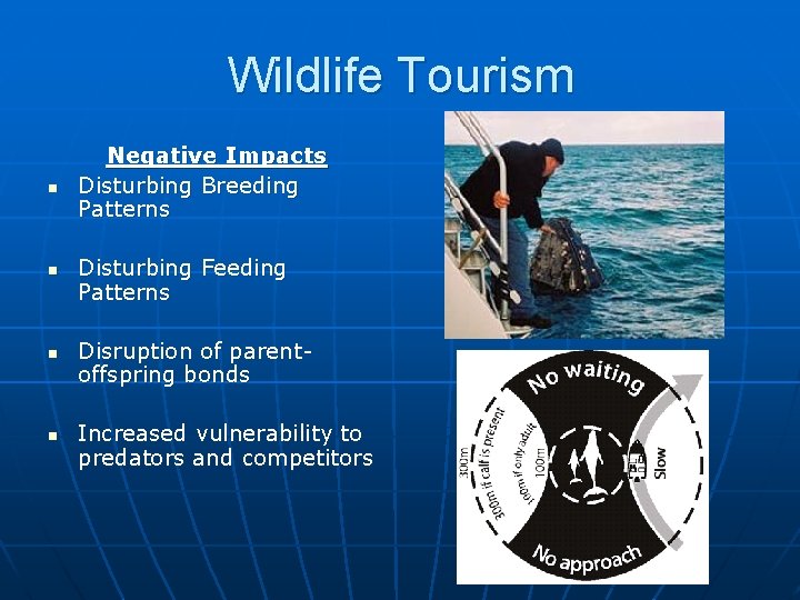 Wildlife Tourism n n Negative Impacts Disturbing Breeding Patterns Disturbing Feeding Patterns Disruption of