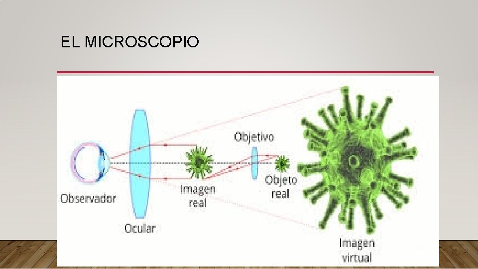 EL MICROSCOPIO • Es un instrumento que sirve para observar objetos muy pequeños, que