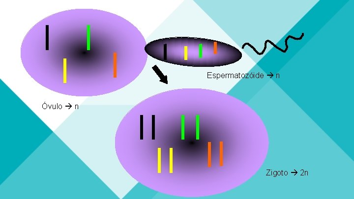 Espermatozóide n Óvulo n Zigoto 2 n 