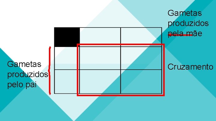 Gametas produzidos pela mãe Gametas produzidos pelo pai Cruzamento 