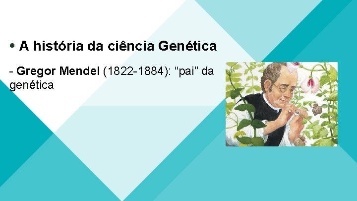  A história da ciência Genética - Gregor Mendel (1822 -1884): “pai” da genética