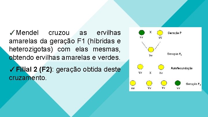 ✓Mendel cruzou as ervilhas amarelas da geração F 1 (híbridas e heterozigotas) com elas