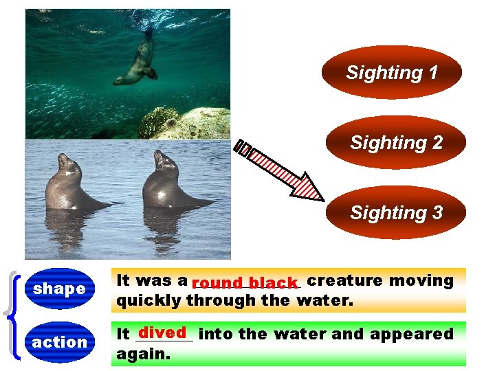 Sighting 1 Sighting 2 Sighting 3 shape It was a round _______ black creature
