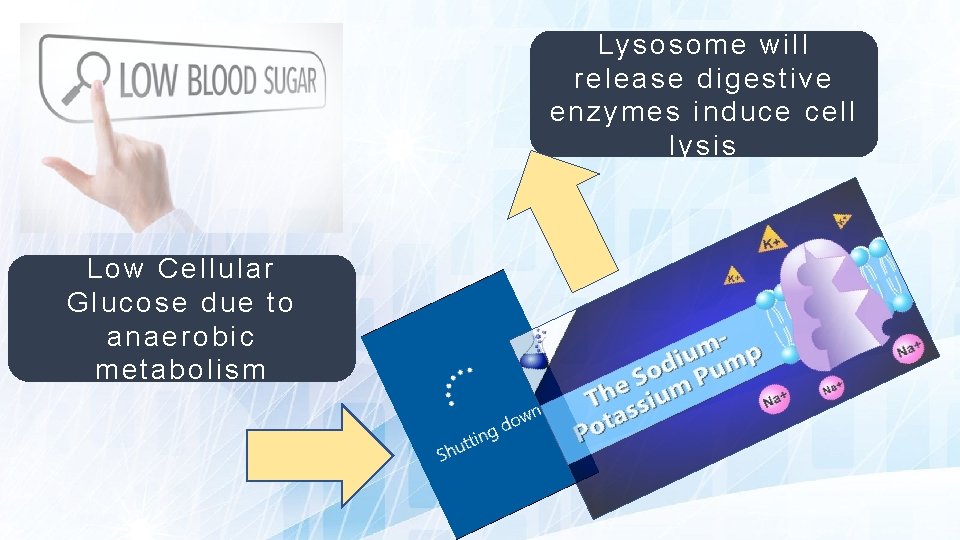 Lysosome will release digestive enzymes induce cell lysis Low Cellular Glucose due to anaerobic
