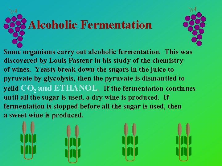 Alcoholic Fermentation Some organisms carry out alcoholic fermentation. This was discovered by Louis Pasteur