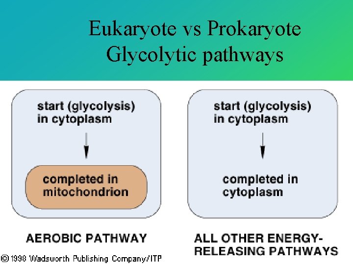 Eukaryote vs Prokaryote Glycolytic pathways 