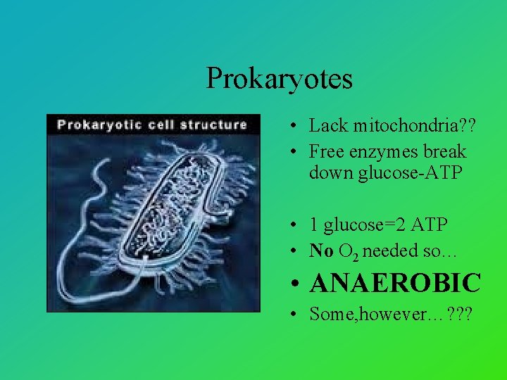 Prokaryotes • Lack mitochondria? ? • Free enzymes break down glucose-ATP • 1 glucose=2