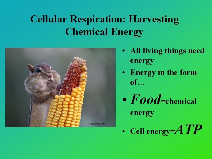 Cellular Respiration: Harvesting Chemical Energy • All living things need energy • Energy in