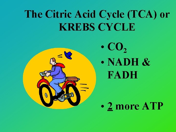 The Citric Acid Cycle (TCA) or KREBS CYCLE • CO 2 • NADH &