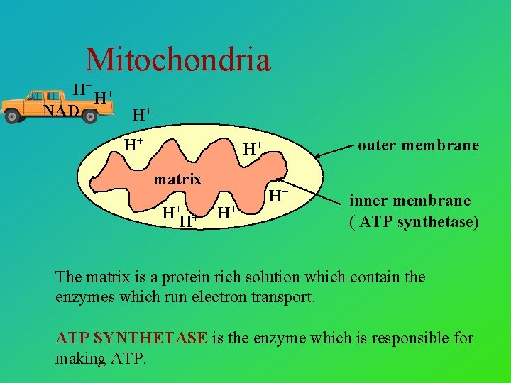 Mitochondria H+ H+ NAD H+ H+ outer membrane H+ matrix H+ H+ inner membrane