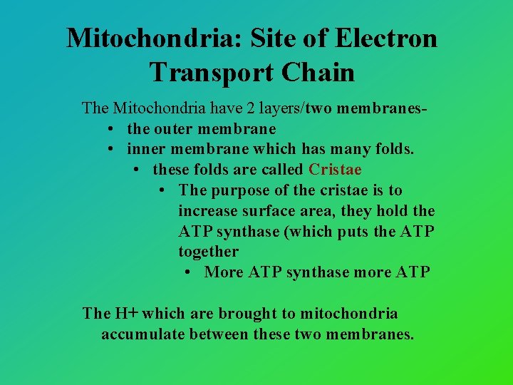 Mitochondria: Site of Electron Transport Chain The Mitochondria have 2 layers/two membranes • the