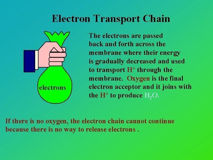 Electron Transport Chain electrons The electrons are passed back and forth across the membrane