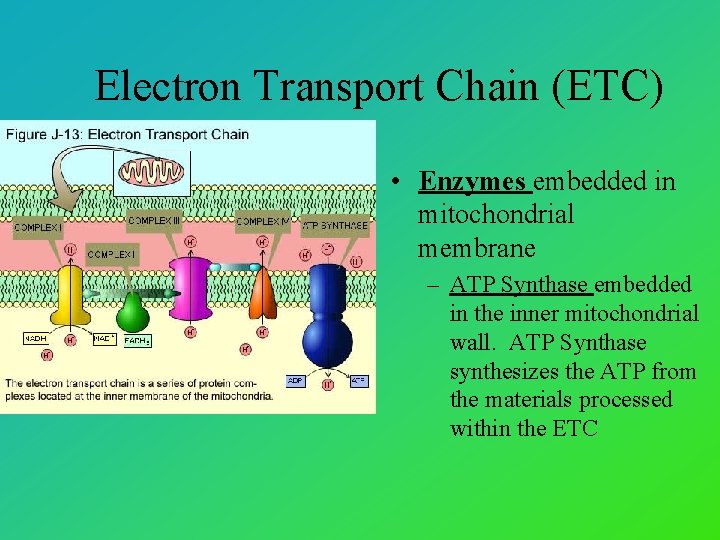 Electron Transport Chain (ETC) • Enzymes embedded in mitochondrial membrane – ATP Synthase embedded