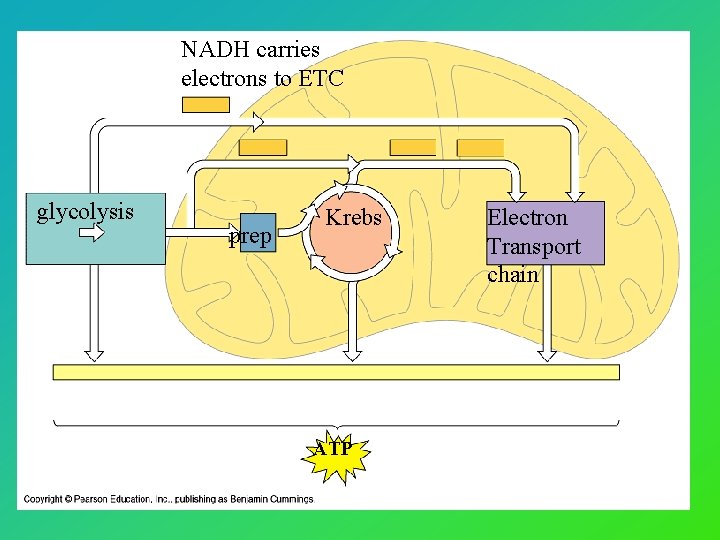 NADH carries electrons to ETC glycolysis prep Krebs ATP Electron Transport chain 