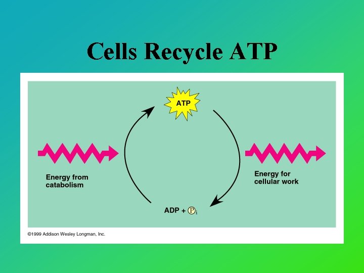 Cells Recycle ATP 