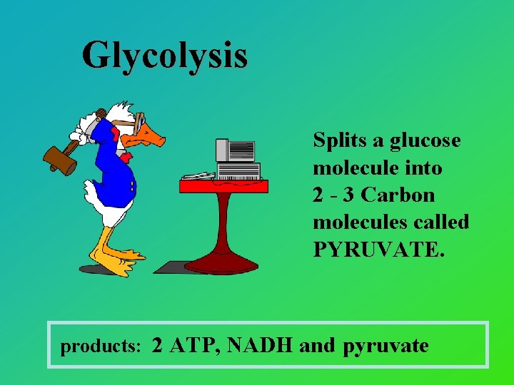 Glycolysis Splits a glucose molecule into 2 - 3 Carbon molecules called PYRUVATE products: