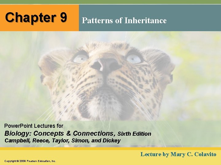 Chapter 9 Patterns of Inheritance Power. Point Lectures for Biology: Concepts & Connections, Sixth