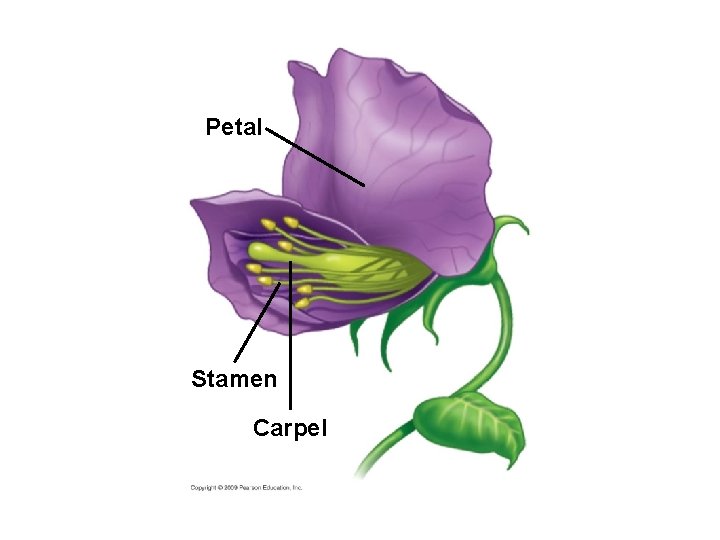 Petal Stamen Carpel 