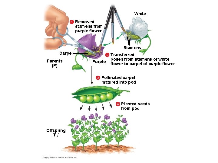 White 1 Removed stamens from purple flower Stamens Carpel Parents (P) 2 Purple 3