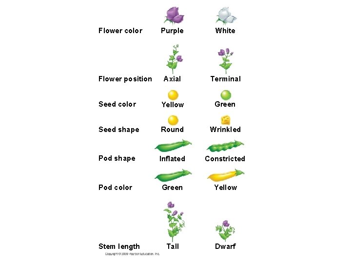 Flower color Purple White Axial Terminal Seed color Yellow Green Seed shape Round Wrinkled