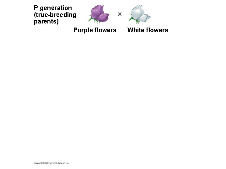 P generation (true-breeding parents) Purple flowers White flowers 