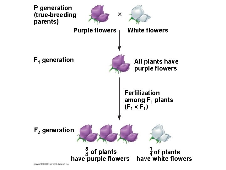 P generation (true-breeding parents) Purple flowers White flowers F 1 generation All plants have