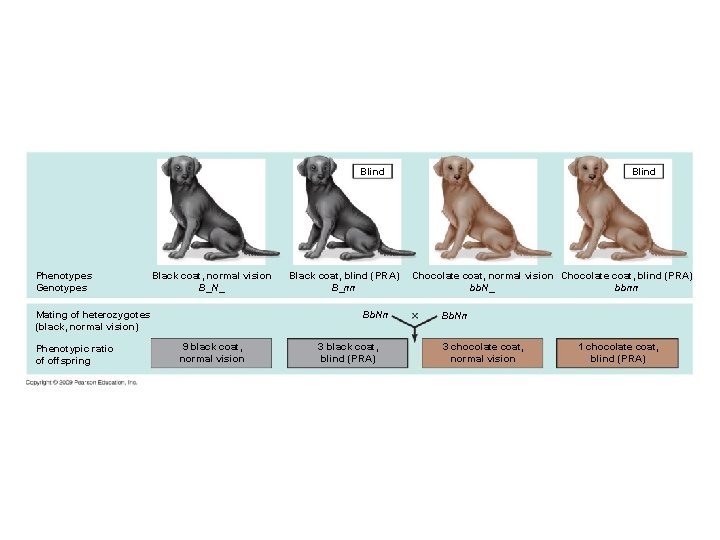 Blind Phenotypes Genotypes Black coat, normal vision B_N_ Bb. Nn Mating of heterozygotes (black,