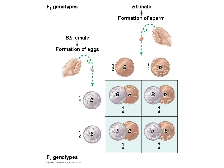 F 1 genotypes Bb male Formation of sperm Bb female Formation of eggs 1